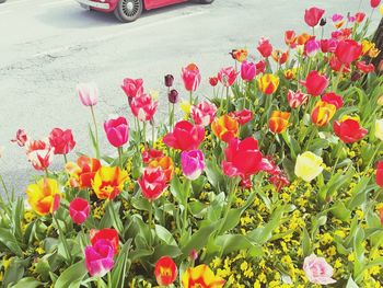 Close-up of pink tulips