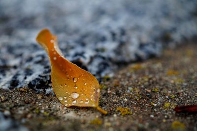 Close-up of wet leaf on land