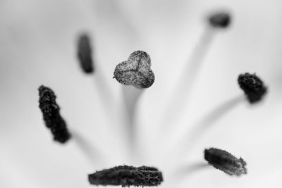 Close-up of flowers