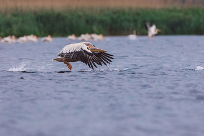 Pelicans flying over a lake