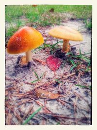 Close-up of mushroom growing on field