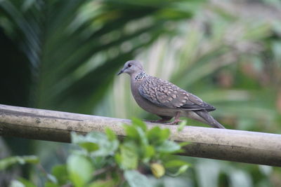 Close-up of bird perching on tree