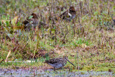 Close-up of bird on grass