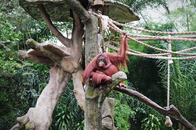 Monkey on tree in forest