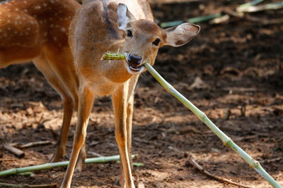 Deer with bamboo on dirt field
