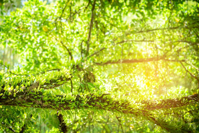 Close-up of tree in forest