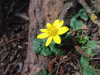 Close-up of yellow flower