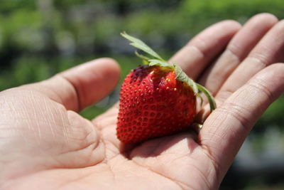 Close-up of hand holding strawberries