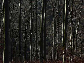 View of bamboo trees in forest