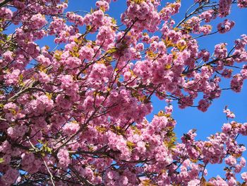 Low angle view of pink cherry blossoms in spring