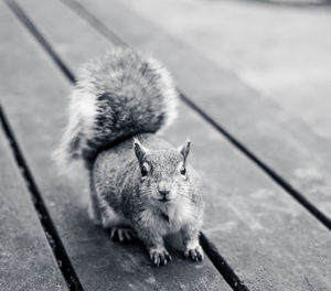 High angle view of squirrel on footpath