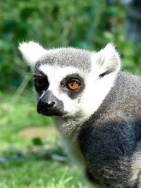 Close-up portrait of owl