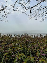 Plants by sea against sky