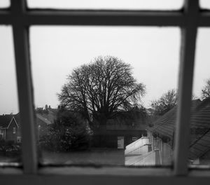 Close-up of tree against sky