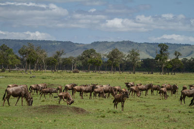 Herd of wildebeest in a field