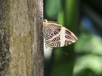 Close-up of butterfly perching on tree trunk