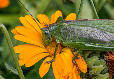 Close-up of butterfly on flower
