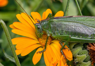 Close-up of grasshopper on yellow flower