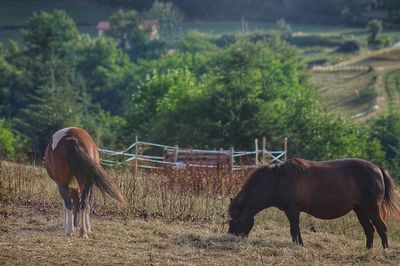Horse standing on field against trees