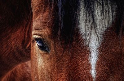 Close-up of a horse