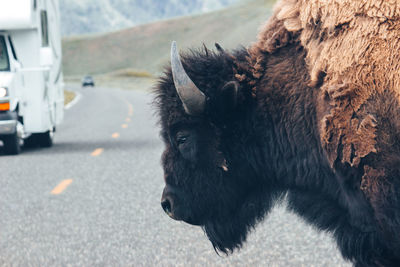 Side view of bison on road