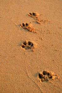 Close-up of paw print on sand