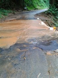 High angle view of dirt road passing through forest