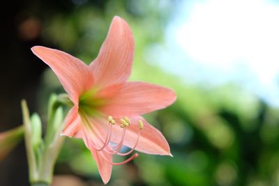 Close-up of orange flowering plant