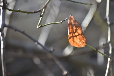 Close-up of autumn leaves on branch