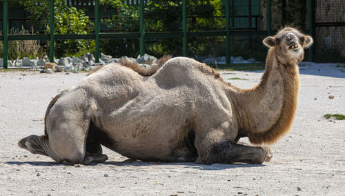 White camel lies on the sand on the farm