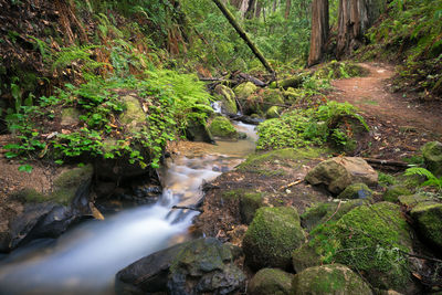 Stream flowing through rocks in forest