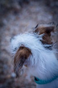 Close-up of a dog