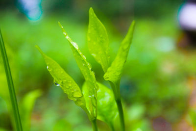 Close-up of raindrops on leaves