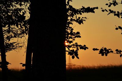 Silhouette of trees on field at sunset