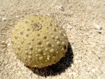 Close-up of seashells