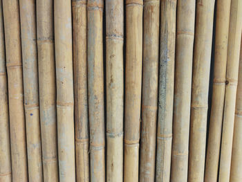 bamboo