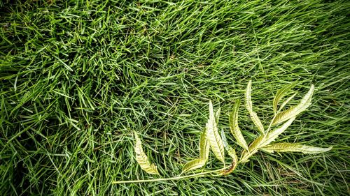 Full frame shot of grass on field