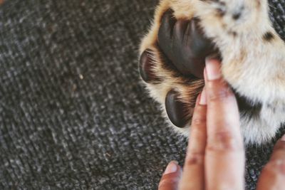 Cropped hand touching dog paw on carpet