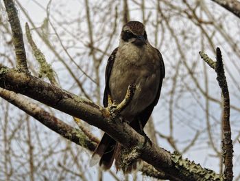 Low angle view of bird perching on tree