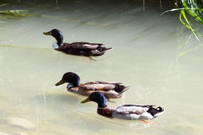 High angle view of ducks swimming in lake