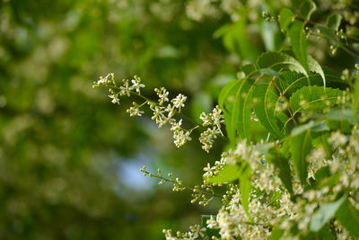 Medicinal ayurvedic azadirachta indica or neem leaves and flowers