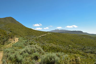 The high altitude moorland in the mountain landscapes of mount kenya, kenya