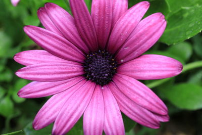 Close-up of pink flower