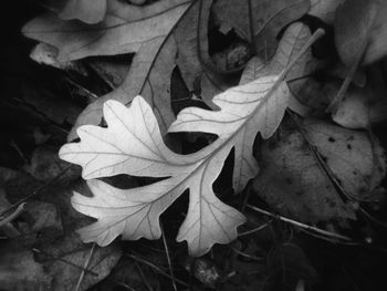 Close-up of maple leaf