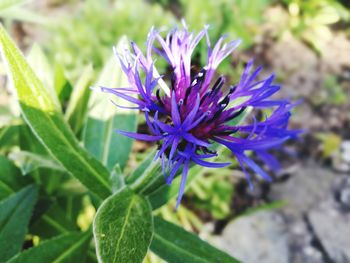 Close-up of purple flowering plant