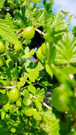 Close-up of fruits growing on plant