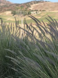 Close-up of stalks in field