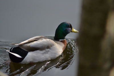 Close-up of a duck in a lake