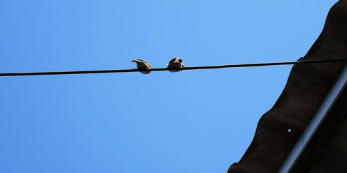 Low angle view of bird perching on cable against sky