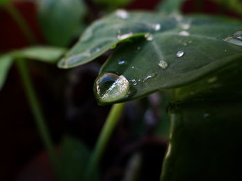Close-up of wet green leaf